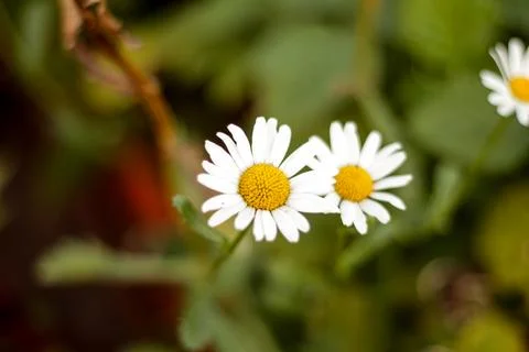 The flower on the lawn Foto stock