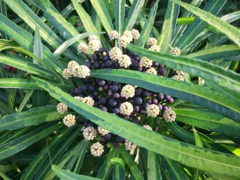 Flower of Leaf Background Stock Photos