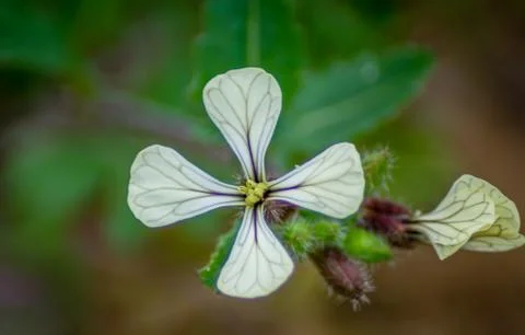 Flower leaf in garden Stock Photos