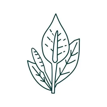 Flower Leaf Illustration Design Template Vector Ilustração Stock