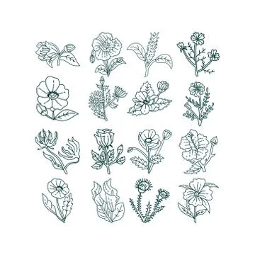 Flower Leaf Illustration Design Template Vector Illustration