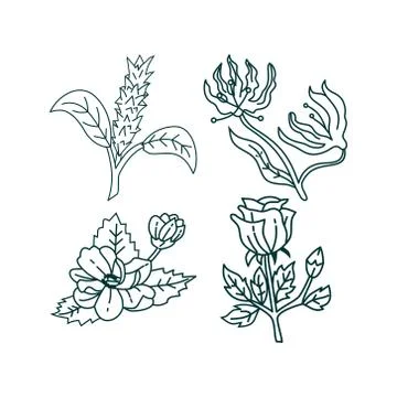 Flower Leaf Illustration Design Template Vector Illustration