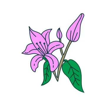 Flower Leaf Illustration Design Template Vector Illustration