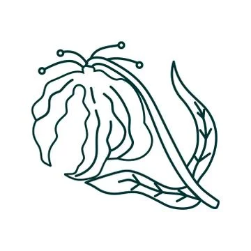 Flower Leaf Illustration Design Template Vector Illustration