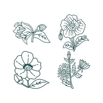 Flower Leaf Illustration Design Template Vector Stock-Illustration