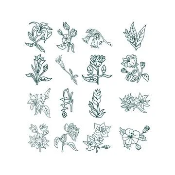 Flower Leaf Illustration Design Template Vector Illustration