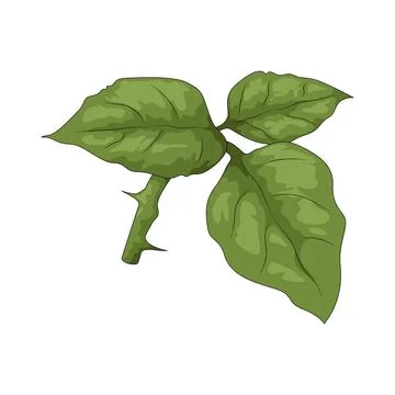 Flower leaf illustration 스톡 일러스트