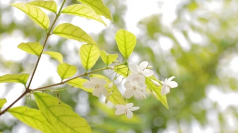 Flower with leaf nature on blur background Stock Footage 207609620