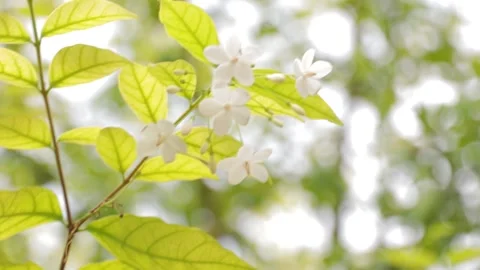 Flower with leaf nature on blur background Stock Footage 207609624