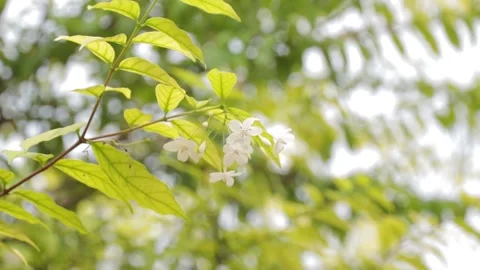 Flower with leaf nature on blur background Video stock 207609625