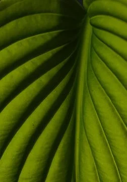Flower leaf pattern macro shadows and lines Stock Photos