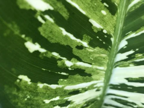 Flower leaf pattern Stock Photos