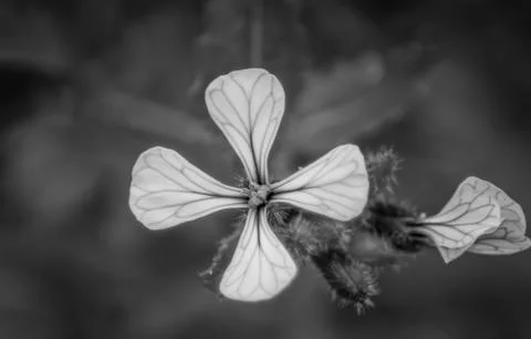 Flower leaf Stock Photos