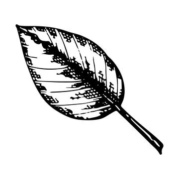 Flower leaf vector linear illustration. Black and white graphics. Natural pla Stock Illustration