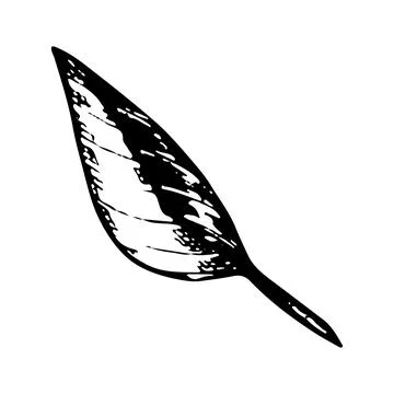 Flower leaf vector linear illustration. Black and white graphics. Natural pla Stock Illustration