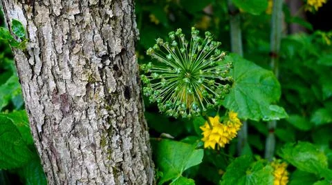 The flower leaned against the trunk of a tree Foto stock