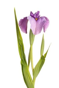 Flower, leaves and developing buds of a pseudata iris Stock Photos