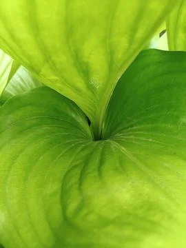 Flower leaves beutiful 库存照片