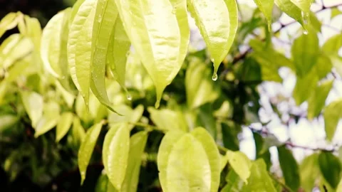 Flower leaves drop water Vídeos de archivo 241908281