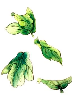 Flower leaves Stock Illustration