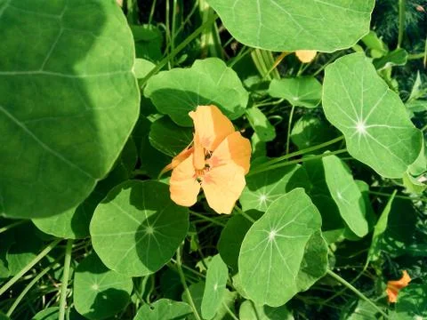 Flower in the leaves. 库存照片