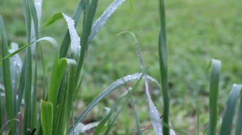 Flower leaves in rain Stock Footage 749312
