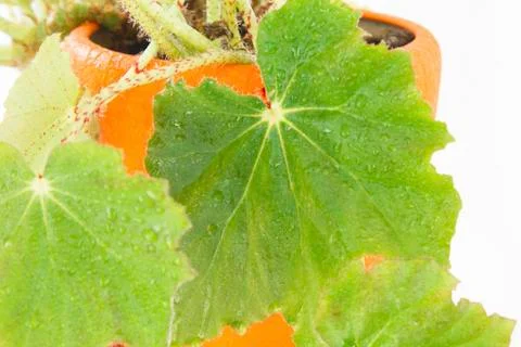 Flower leaves with water droplets in an orange pot on a white background Stock Photos