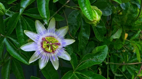 Flower on the left Stock Footage 112343505