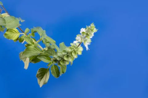 Flower of Lemon basil. also called hoary, Thai lemon basil, or Lao basil. hyb Stock Photos