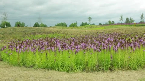 Flower Liatris Video stock 139274707