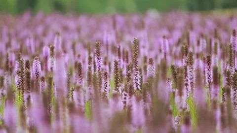 Flower Liatris Vidéo 139284554