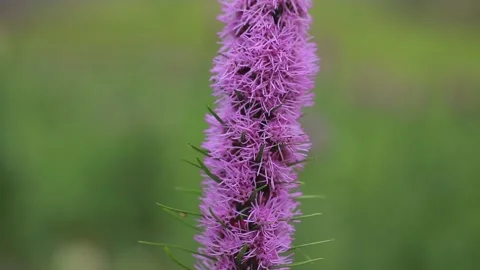 Flower Liatris macro Vidéo 139285721