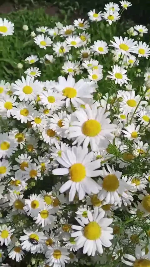 Flower life Stock-Footage 312216651
