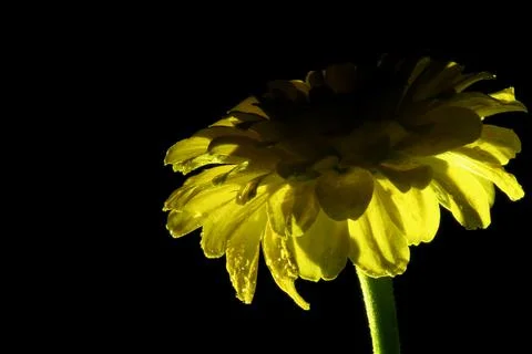 Flower light from down Stock Photos