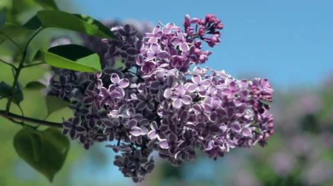 Flower Lilac blossoms in spring time. Nature. Floral. Stock Footage 51031723