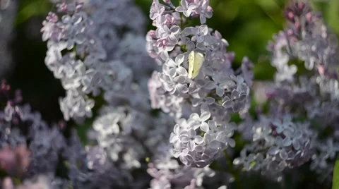 Flower Lilac blossoms in spring time. Nature. Floral. 動画素材 54392082
