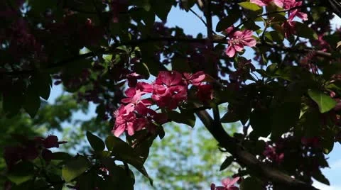 Flower of lilac Stock Footage 20587428