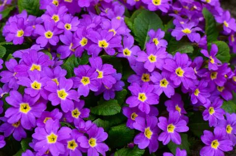 Flower lilac primrose a background Stock Photos