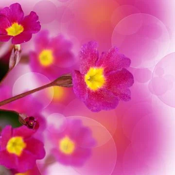 Flower lilac primrose a background Stock Photos