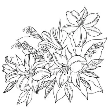 Flower lily, contours Stock Illustration