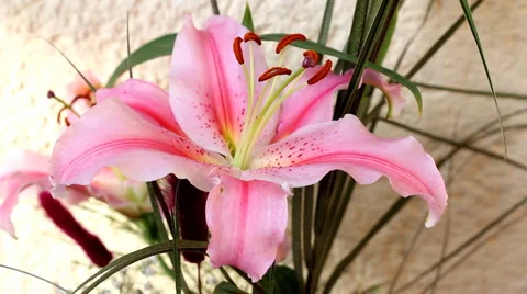 Flower Lily Stock Footage 1087456