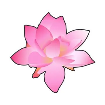 Flower lily, graphic work, nice colors, isolated work Stock Illustration