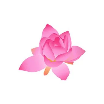 Flower lily, graphic work, nice colors, isolated work Stock Illustration