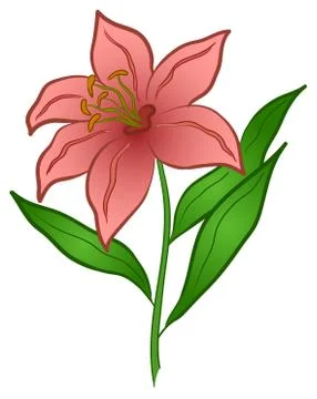 Flower lily Stock Illustration