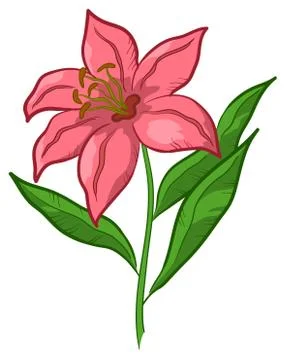 Flower lily Stock Illustration