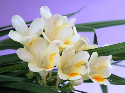 Flower of lily Stock Photos