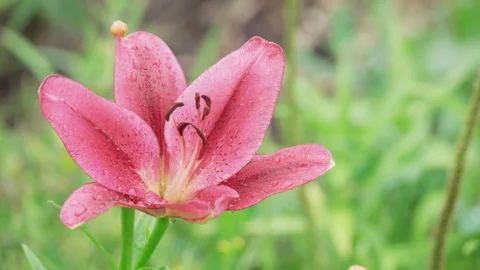 Flower Lily In The Rain Stock Footage 111374124