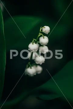 Flower of lily of the valley in forest Stock Photos