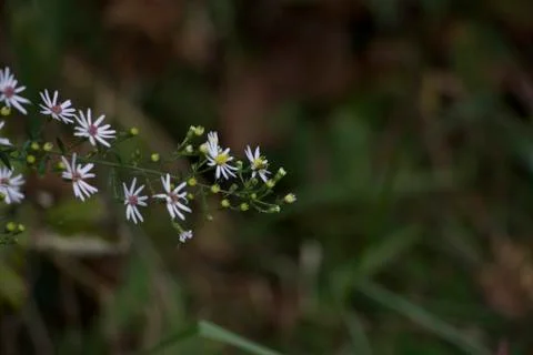 Flower Limb Stockfoto's