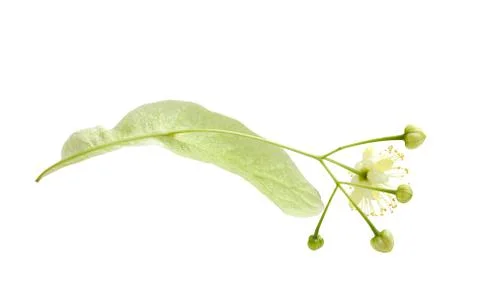 Flower of linden Stock Photos